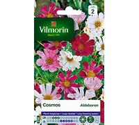 Vilmorin Cosmos Aldebaran Pétales Tubules | Fleurs originales, blanc à rose vif, exposition soleil, semis mars-avril, floraison juillet à octobre