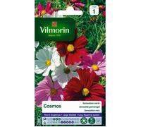 VILMORIN Cosmos Sensation varié