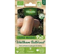 Vilmorin Courge Musquée Waltham Butternut - BIO