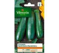 VILMORIN Courgette verte noire maraichère