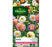 Vilmorin Dahlia Multicolore