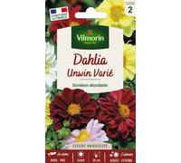 VILMORIN-Dahlia Unwin Varié Vilmorin - graines à semer