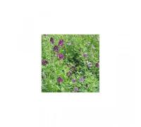 Vilmorin - Engrais Vert Luzerne Flamande 500G