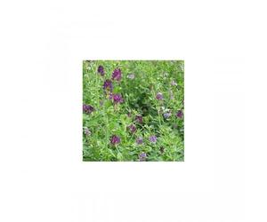 Vilmorin - Engrais Vert Luzerne Flamande 500G