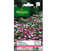 VILMORIN Ficoïde Tapis magique
