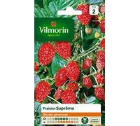 Vilmorin Fraisier 4 Saisons Suprême