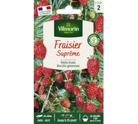 Vilmorin Fraisier 4 Saisons Suprême | Variété productive, semis d'avril à août, récolte de mai à octobre