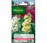 VILMORIN Giroflée Quarantaine a grandes fleurs variées