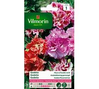 Vilmorin Godétia Double à Fleurs d'Azalée | Floraison abondante, fleurs tons roses, développement rapide, exposition mi-ombre, arrosage moyen