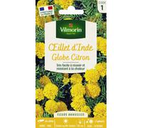 Vilmorin 5442141 Œillet, Jaune, 90 x 2 x 160 cm