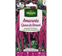 VILMORIN-Graines de Amarante Queue de Renard Vilmorin - graines à semer