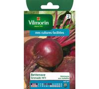 VILMORIN-Graines de betterave grenade HF1 Vilmorin - graines à semer