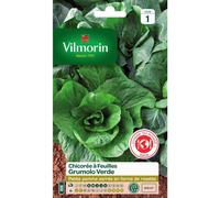 VILMORIN-Graines de chicorée à feuilles Grumolo verde Vilmorin - graines à semer