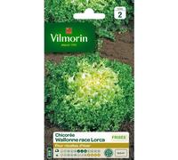 VILMORIN-Graines de chicorée frisée wallonne race lorca Vilmorin - graines à semer