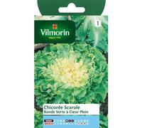 Vilmorin Sachet graines Chicorée Scarole Ronde Verte à Coeur Plein