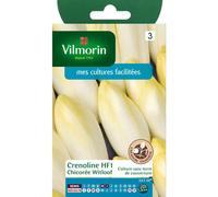 VILMORIN-Graines de chicorée witloof HF1 Vilmorin - graines à semer
