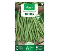 VILMORIN-Graines de Haricot vert grimpant Matilda Vilmorin - graines à semer