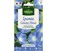 VILMORIN-Graines de Ipomée Géante Bleue Vilmorin - graines à semer