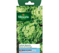 VILMORIN-Graines de laitue batavia à dorée printemps Vilmorin - graines à semer