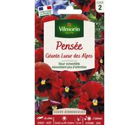 VILMORIN-Graines de Pensée géante Lueur des Alpes Vilmorin - graines à semer