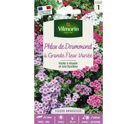 VILMORIN-Graines de Phlox de Drummond à grande fleur variée Vilmorin - graines à semer