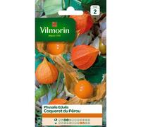 VILMORIN-Graines de physalis Edulis Coqueret du Pérou Vilmorin - graines à semer