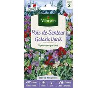 VILMORIN-Graines de Pois de senteur Galaxie varié Vilmorin - graines à semer