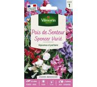 VILMORIN-Graines de Pois de senteur Spencer varié Vilmorin - graines à semer