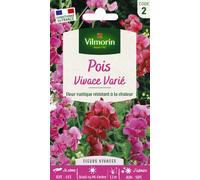 VILMORIN-Graines de Pois vivace varié Vilmorin - graines à semer
