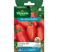 VILMORIN-Graines de tomate lancelot HF1 Vilmorin - graines à semer