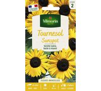 VILMORIN-Graines de Tournesol Sunspot Vilmorin - graines à semer