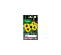 VILMORIN-Graines de Tournesol Suntastic HF 1 Vilmorin - graines à semer