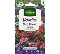 VILMORIN-Graines de Verveine Brio variée Vilmorin - graines à semer