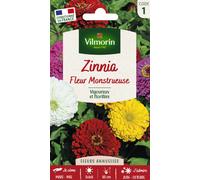 VILMORIN-Graines de Zinnia fleur monstrueuse Vilmorin - graines à semer