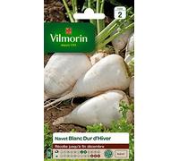 Vilmorin 3703242 Pack de Graines Navet Dur d'Hiver Blanc