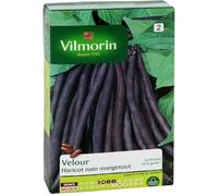VILMORIN Haricot Velour gousse violette Sachet de graines