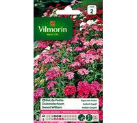 Vilmorin Œillet de poète Multicolore | Floraison abondante, massifs bas, rocailles, pots, semis avril-juin, floraison avril-juillet