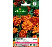 Vilmorin Œillet d'Inde Bolero | Grosses fleurs doubles, jaune d'or et brun, très parfumées, floraison abondante prolongée