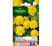 Vilmorin Œillet d'Inde Globe citron