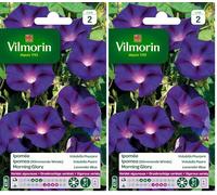 Vilmorin - Ipomée Pourpre - semences pour Plantation - Fleurs grimpantes annuelles 4m - Variété vigoureuse - Croissance très Rapide - Floraison spectaculaire - (Lot de 2)