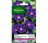 Vilmorin - Ipomée Pourpre - semences pour Plantation - Fleurs grimpantes annuelles 4m - Variété vigoureuse - Croissance très Rapide - Floraison spectaculaire -