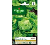 VILMORIN Laitue d’hiver Merveille d’hiver