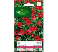 VILMORIN Lin de Venise rouge