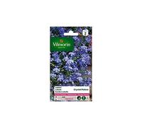 Vilmorin - Lobelia Crystal Palace Bleu