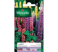 VILMORIN Lupin de Russel varié
