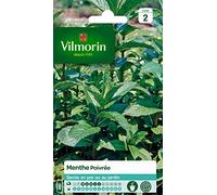 Vilmorin – Menthe poivrée, plante aromatique – Idéale pour cocktails et salades, fort développement