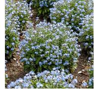 Graines - Vilmorin - Myosotis des Alpes Bleu