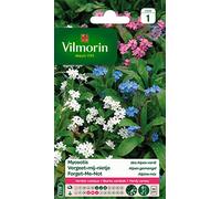 Vilmorin Myosotis Fleur Multicolore | Rustique, petites fleurs, 30cm, massifs bas, bordures, bouquets, semis juin à août, floraison avril à juin