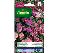VILMORIN Oeillet de Poete Hirondelle varié