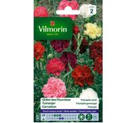 VILMORIN-Graines d’œillet des fleuristes Triomphe varié Vilmorin - graines à semer